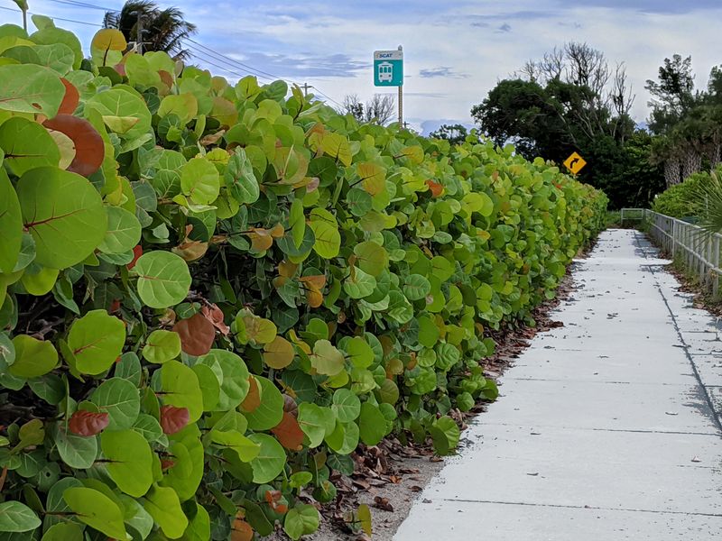 Sea Grape Offers Tropical Privacy