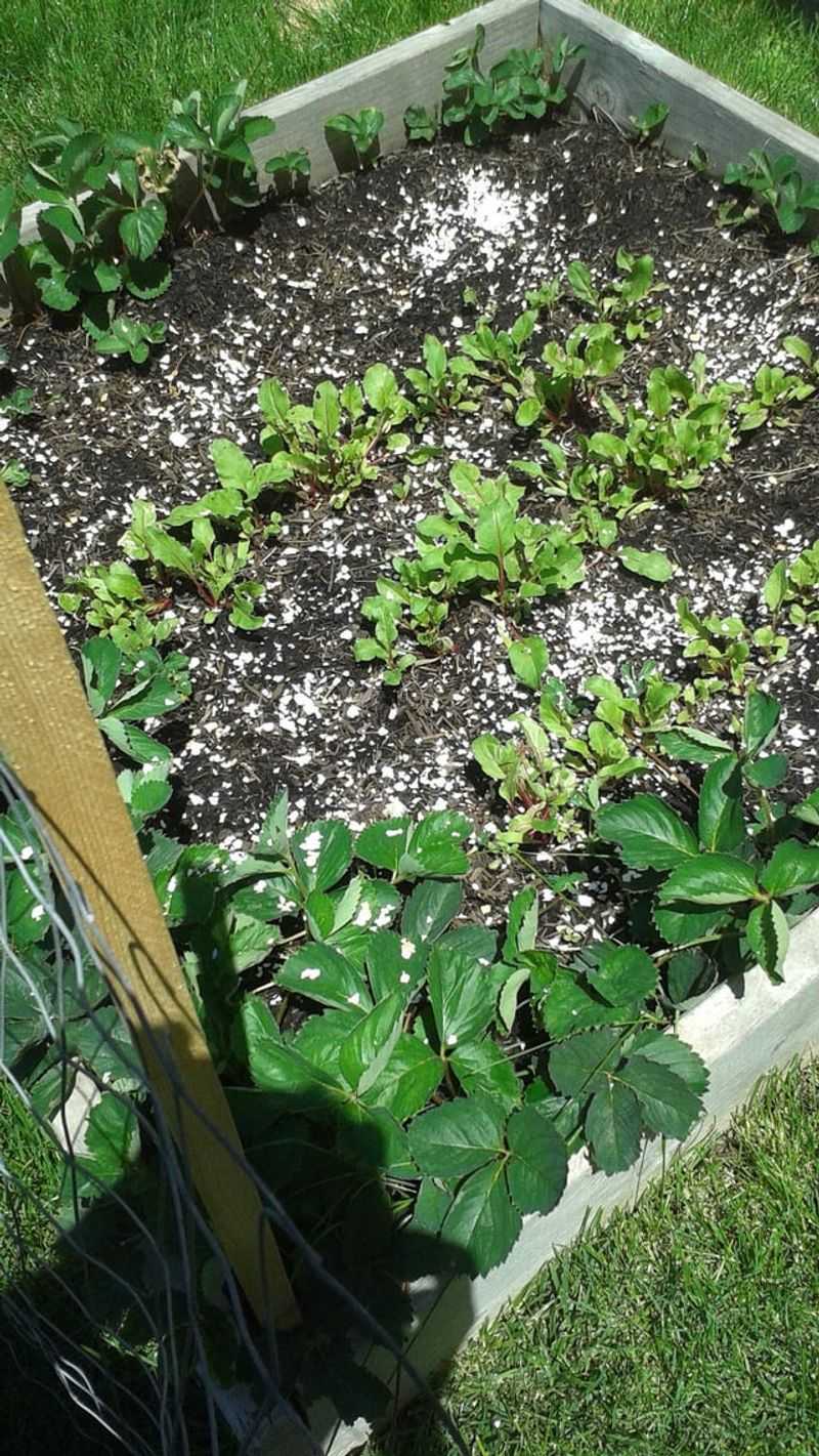 Eggshells Strengthen Plants With Natural Calcium