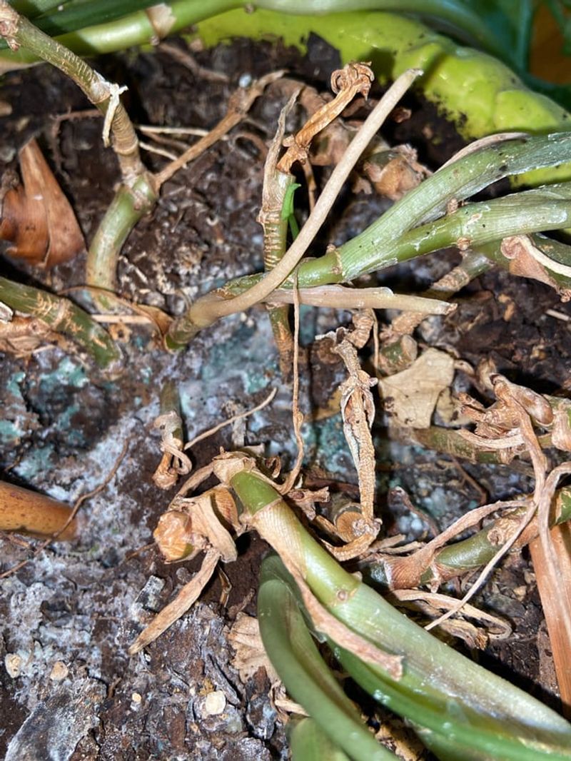 Florida's Climate Is Basically Mold Heaven