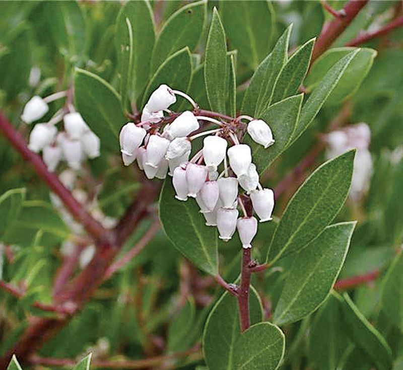 Manzanita