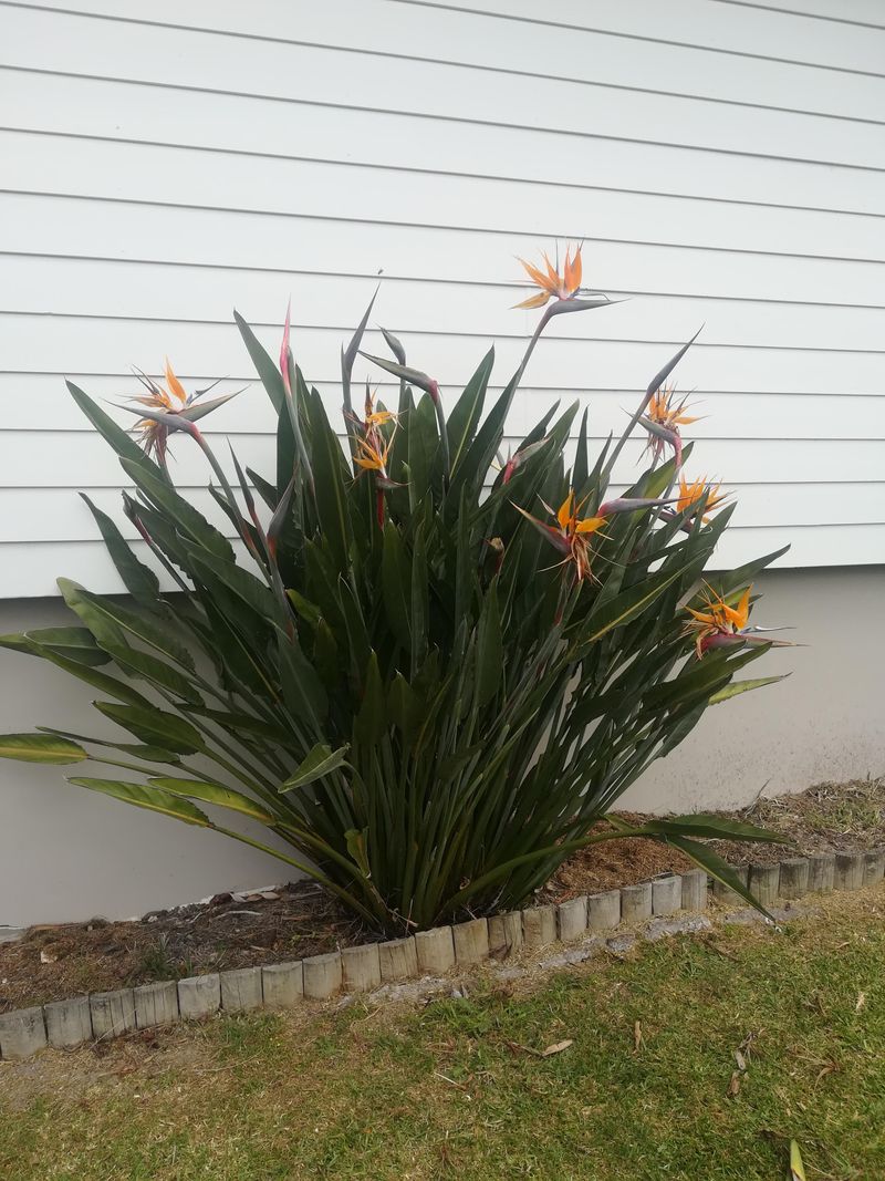 Old Flower Stalks Can Be Taken Down At The Base