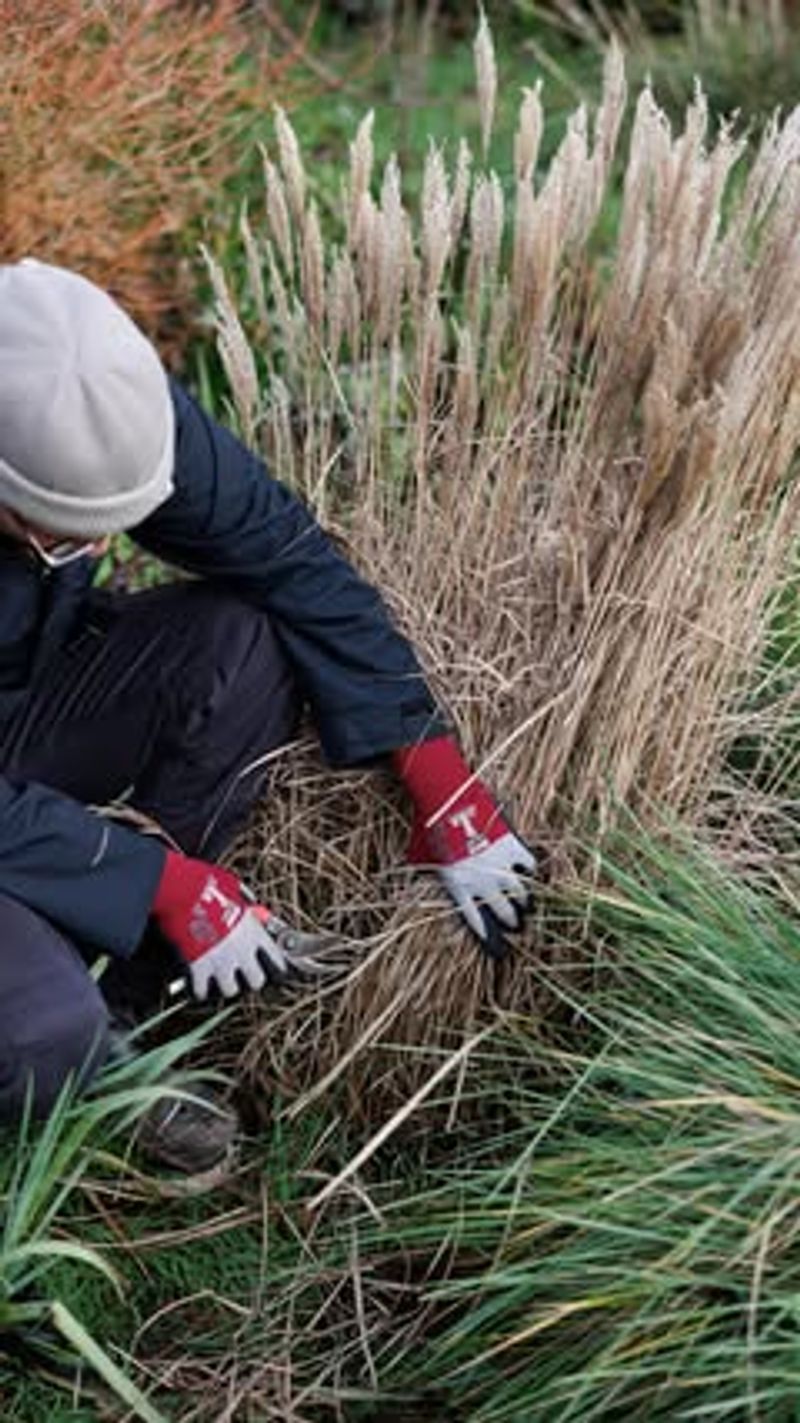 Warm Season Grasses Need A Clean Cut Before New Growth Starts