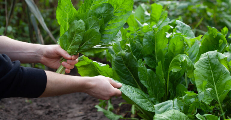 woman picking spinach