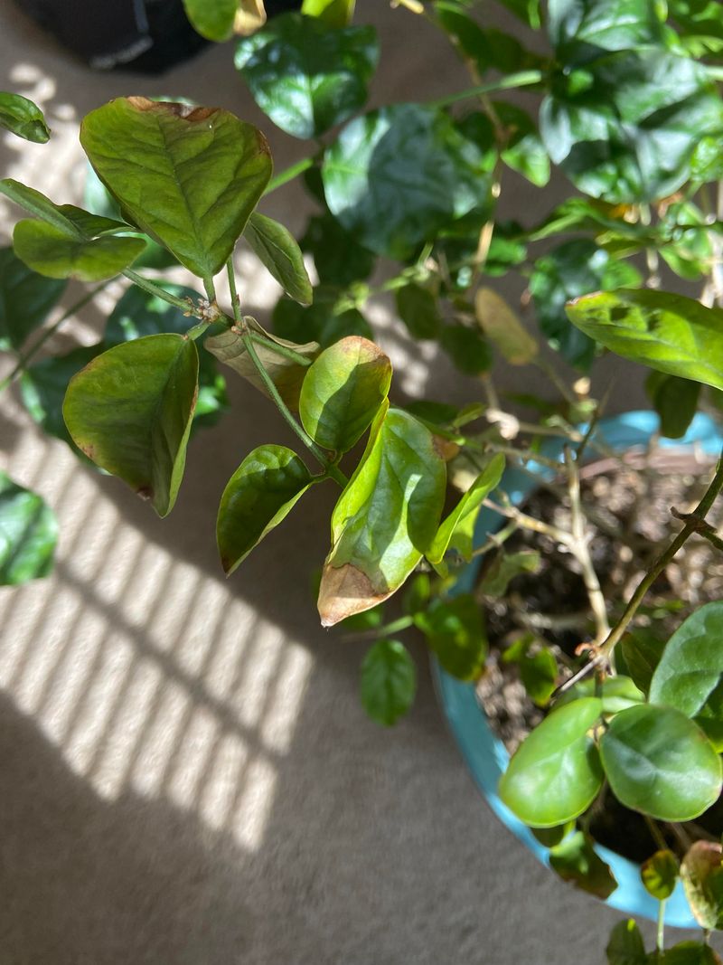 Nutrient Deficiencies Leave Older Leaves Fading