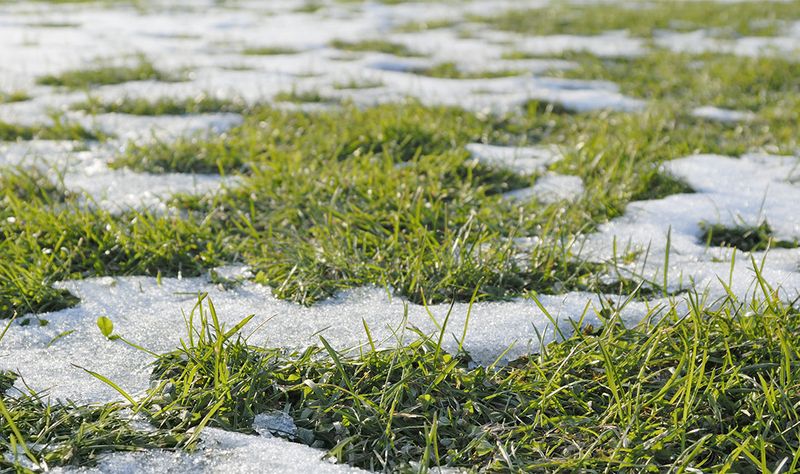 Snow Or Ice Can Smother Grass
