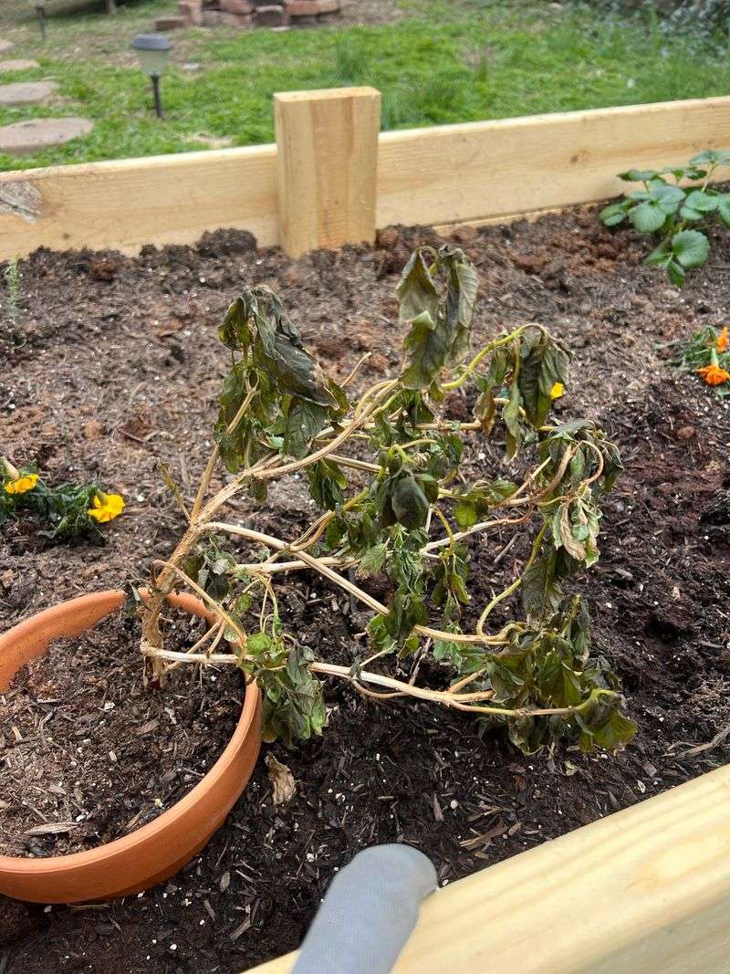 Pennsylvania's Last Frost Date Is Not Just A Suggestion