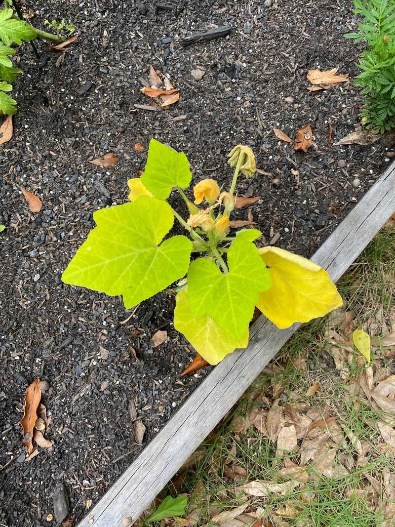 Overwatering After Winter