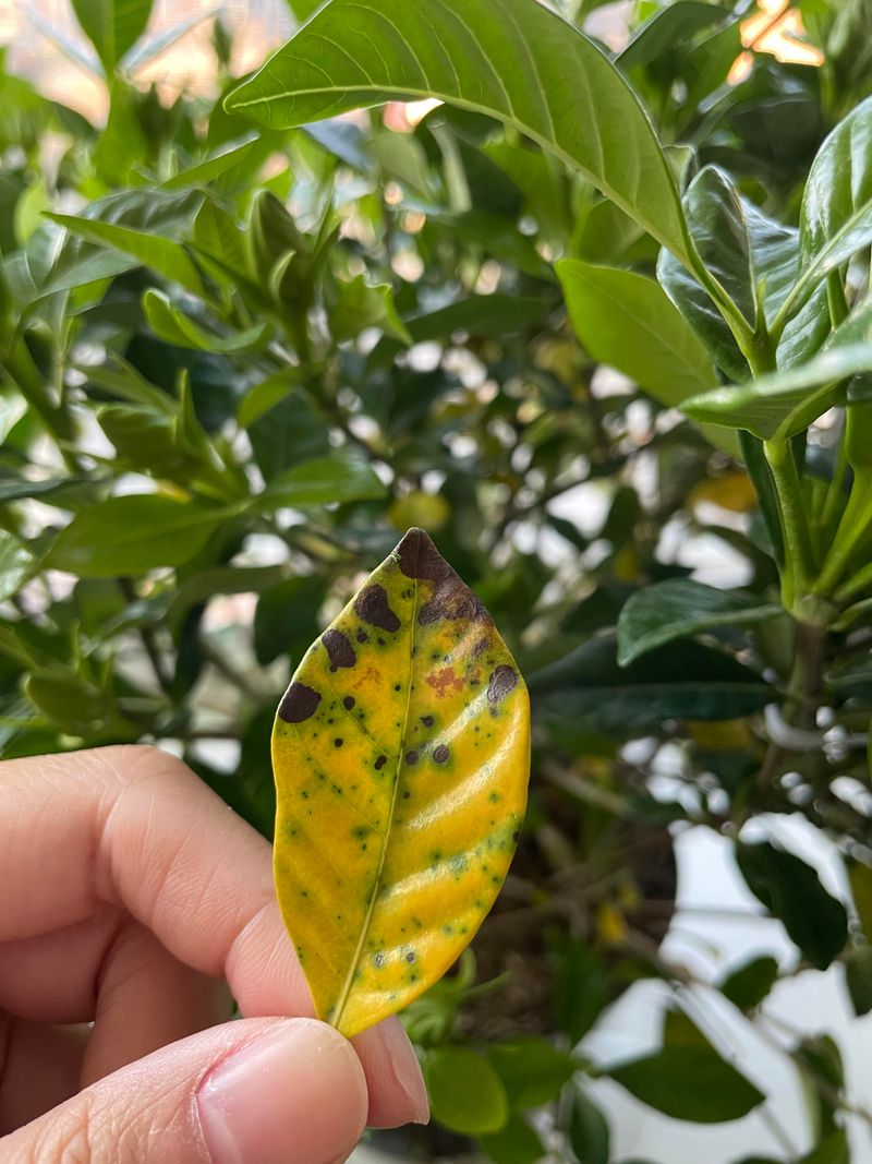 Sap-Sucking Pests Weaken Foliage