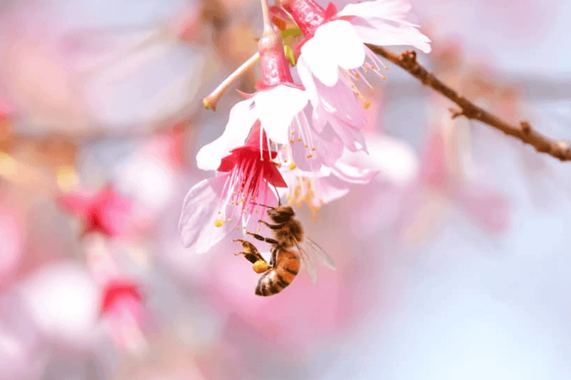 Poor Pollination Prevents Fruit From Forming