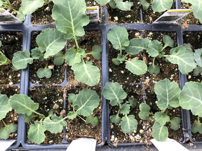 Early Planting Can Leave Seeds Sitting Still Instead Of Sprouting