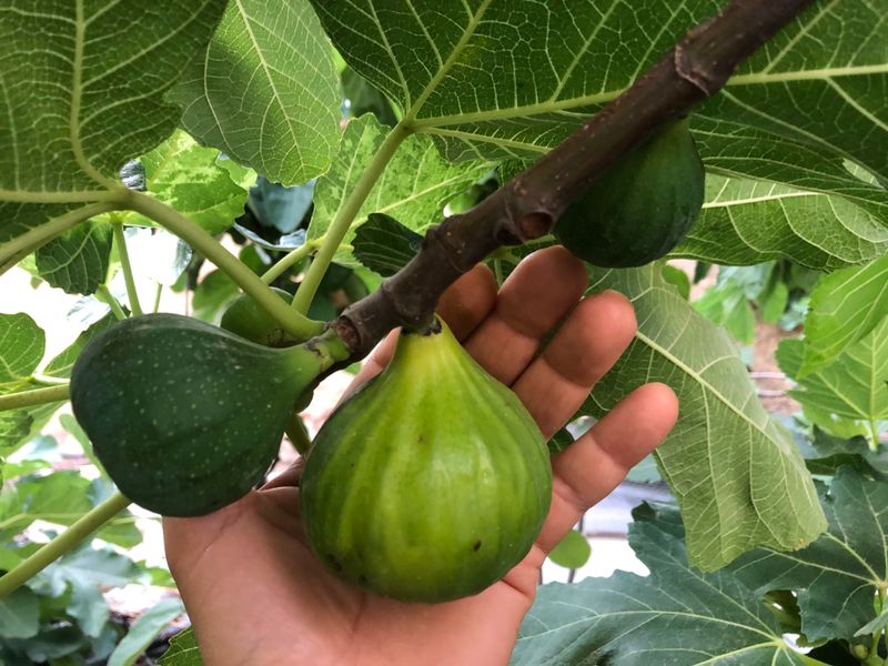 Short Growing Season With Insufficient Heat To Mature Fruit
