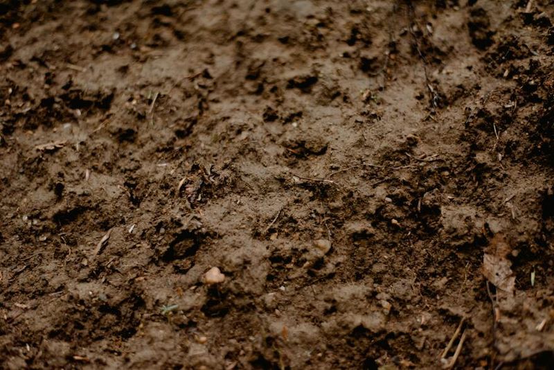 Planting In Poorly Drained Soil