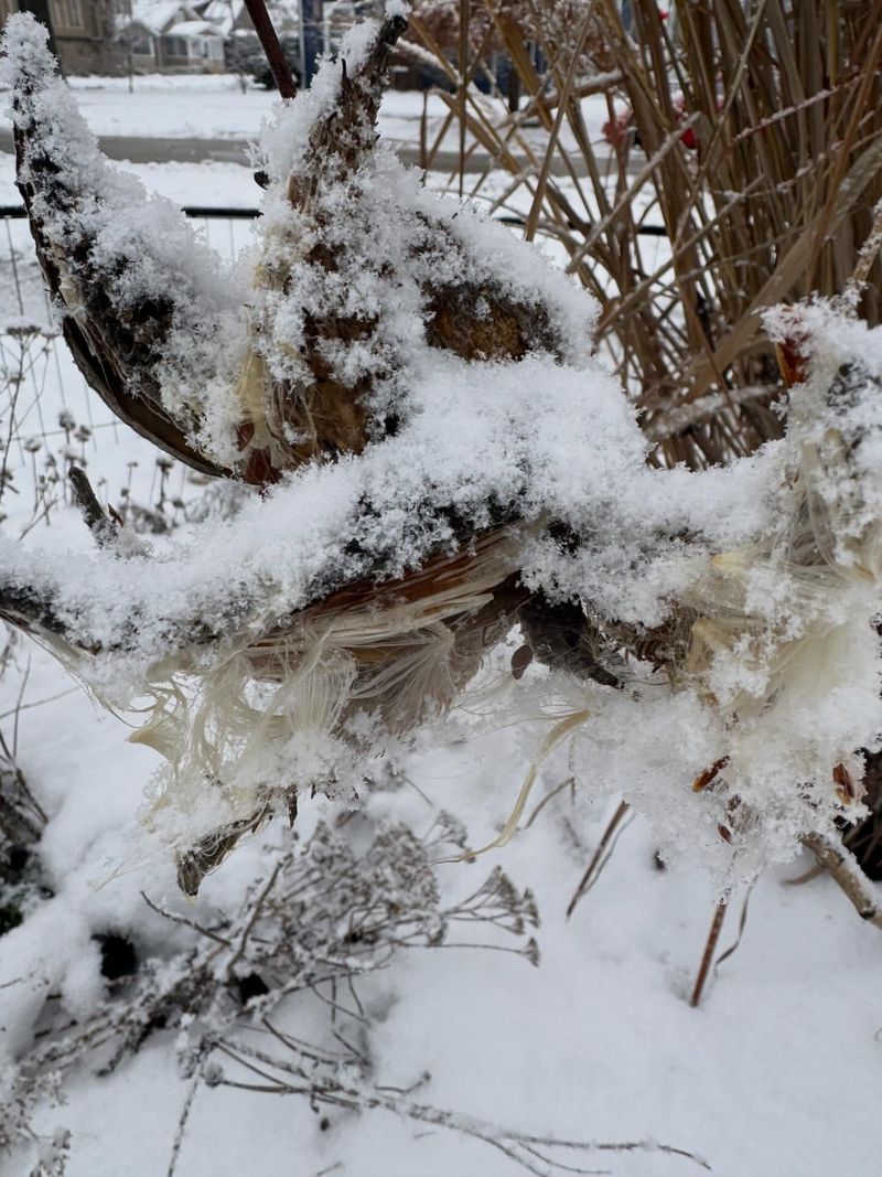 Beneficial Insects Feel The Winter Chill Too