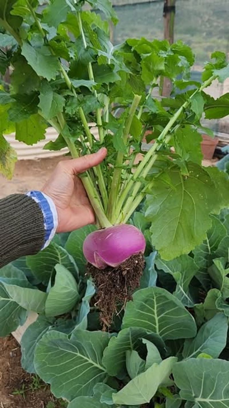 Turnip Greens Produce Harvestable Leaves Soon After Early Spring Sowing
