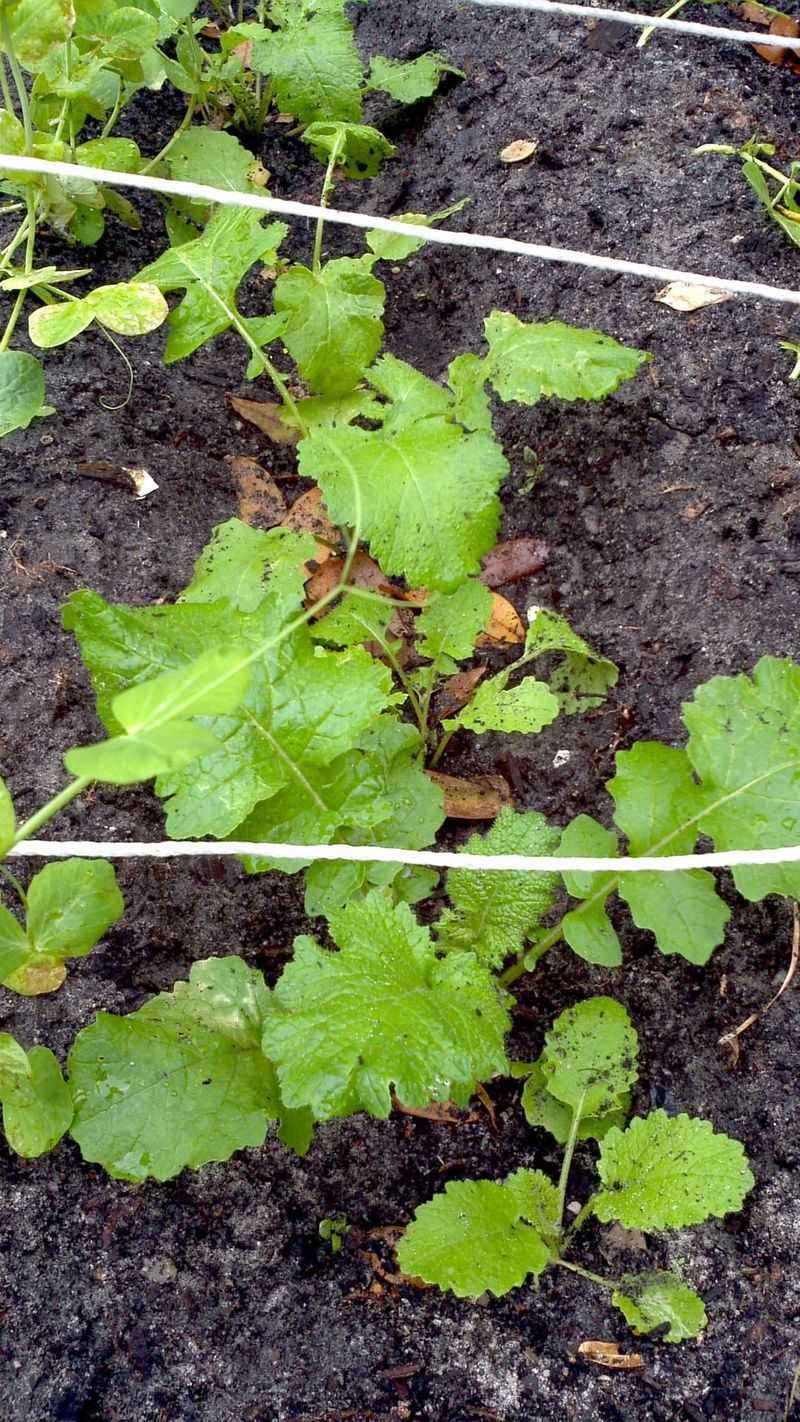 Turnips Offer Quick Roots And Tasty Greens