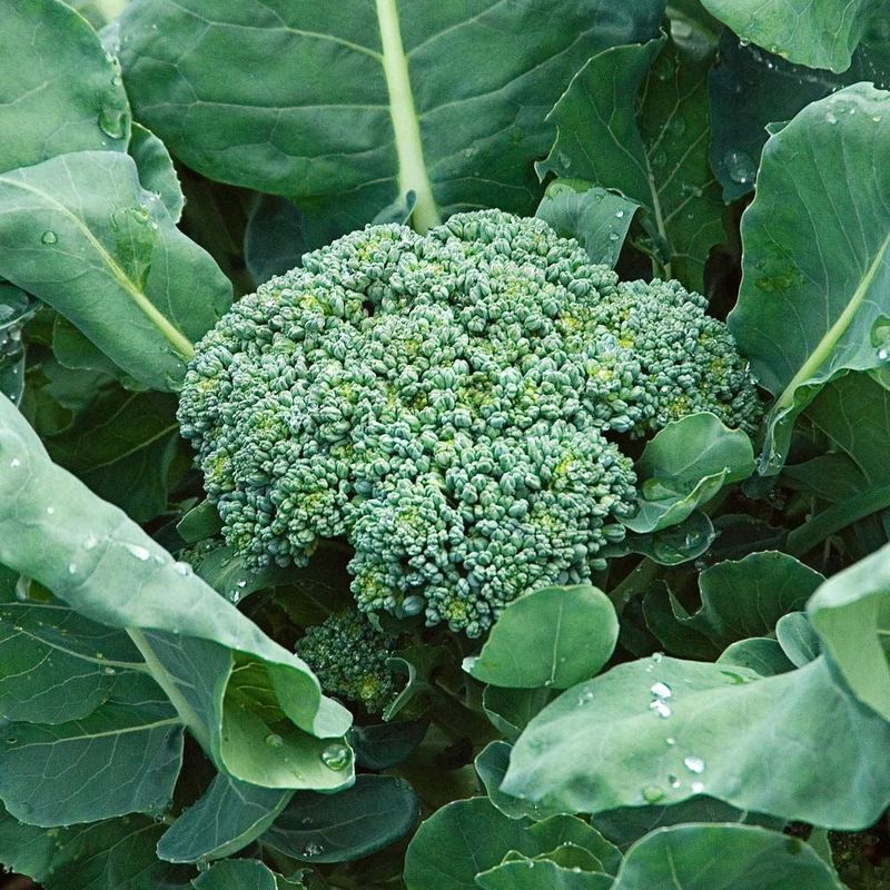 Broccoli Standing Tall And Ready For Harvest