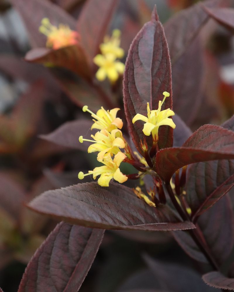 Kodiak Jet Black Diervilla