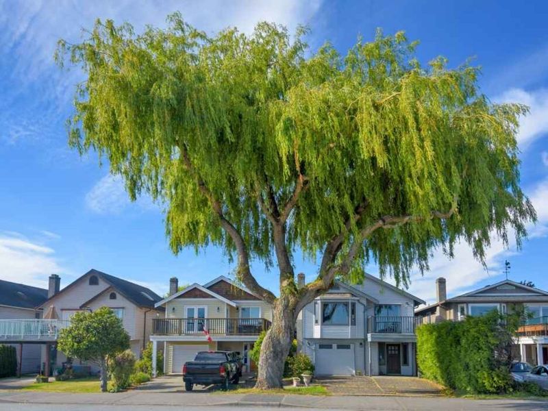 Weeping Willow Causes Root And Moisture Issues Near Homes