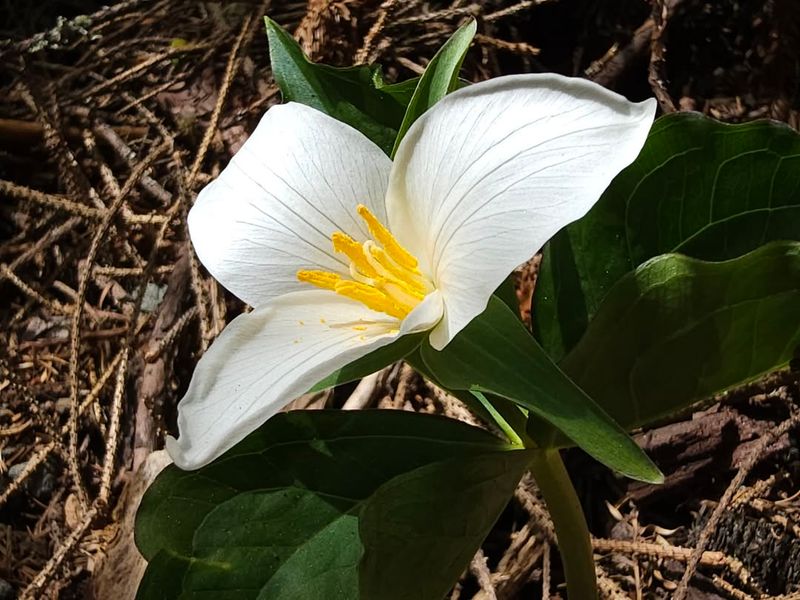 Western Trillium
