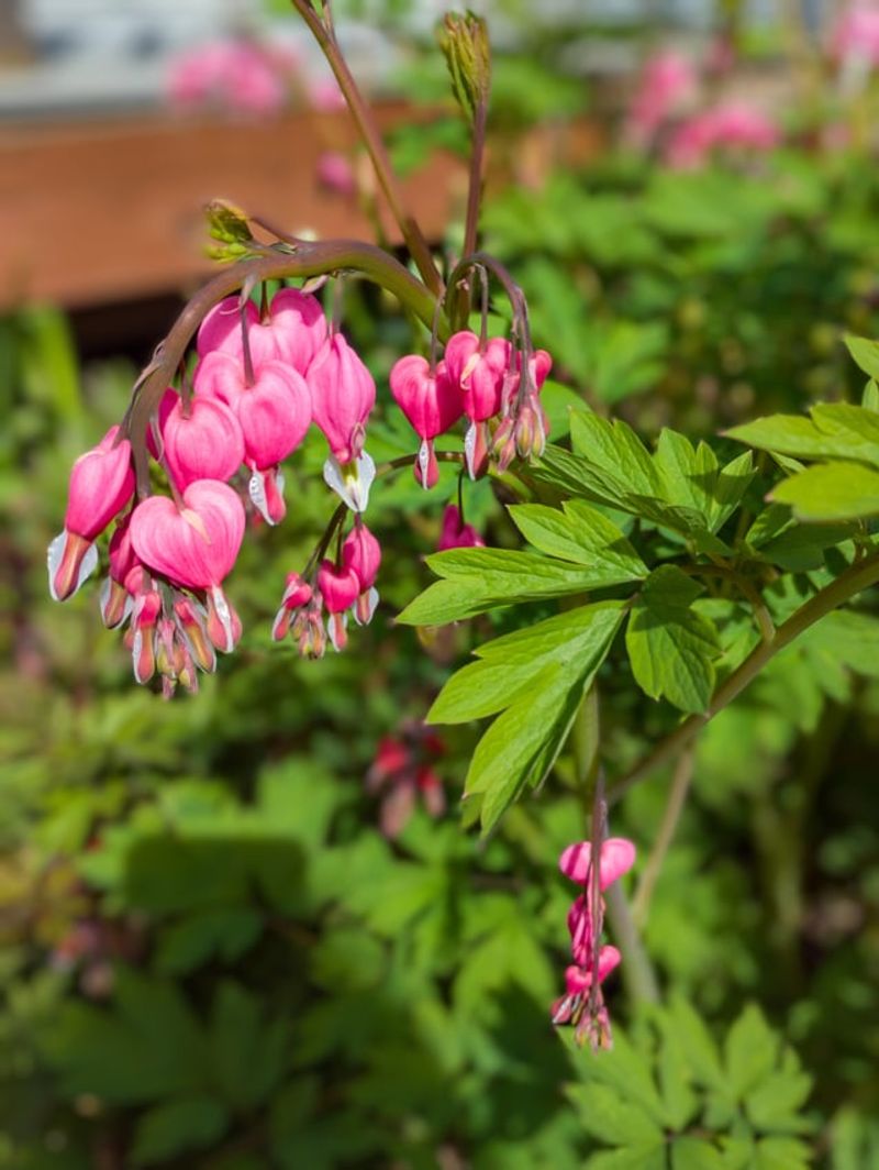 Bleeding Heart