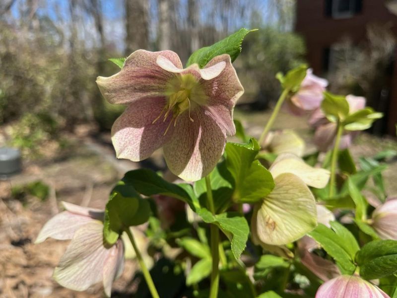 Hellebores Protect Early Flowers With Old Foliage