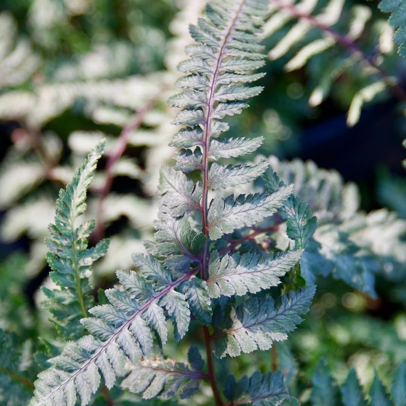 Japanese Painted Fern Adds Colorful Foliage In Low Light