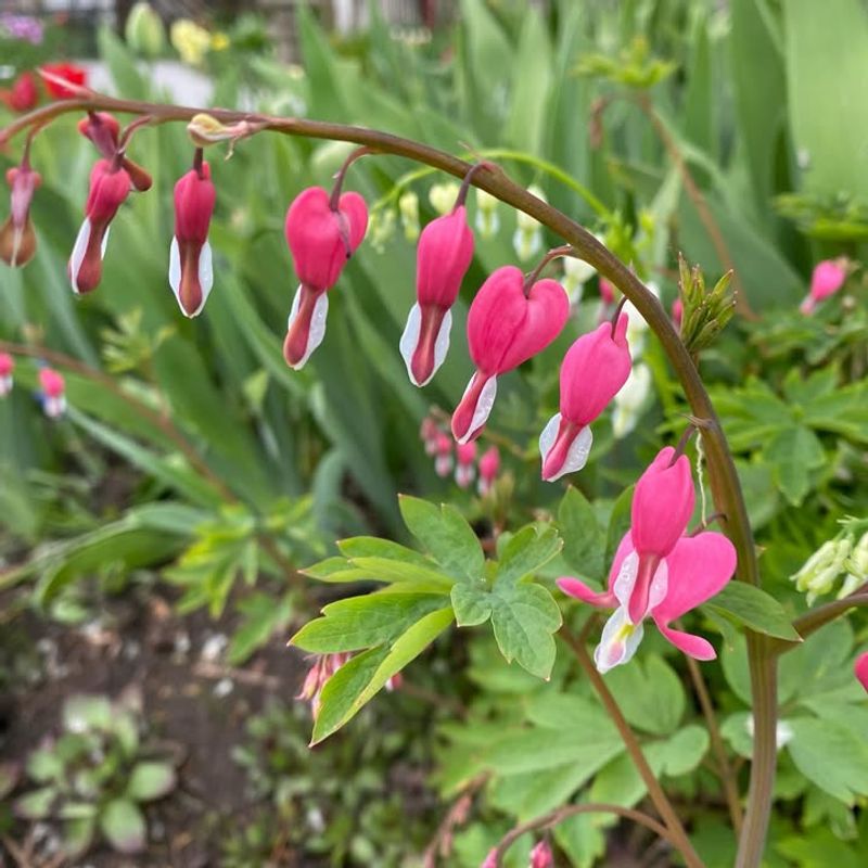 Bleeding Heart Forms Arching Stems With Pink Hearts