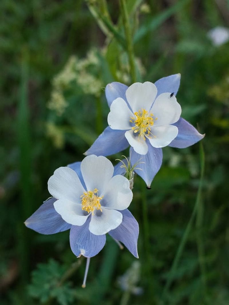 Columbine Twirling In Delicate Hues