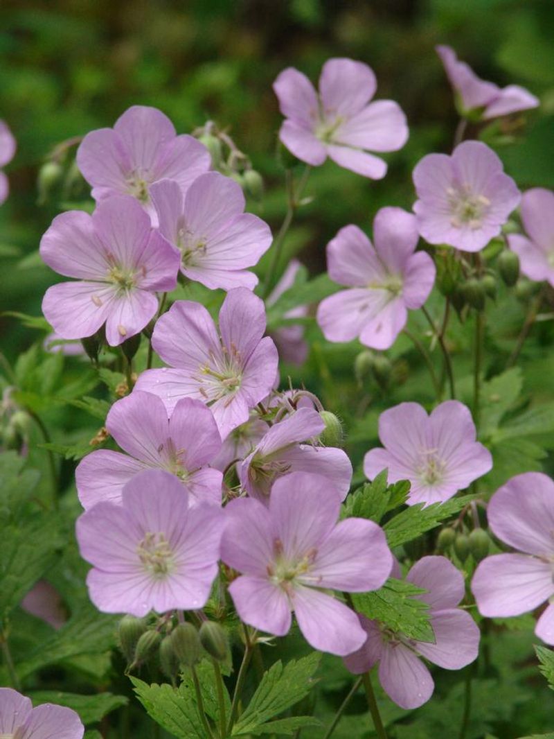 Wild Geranium Bringing Soft Pink Charm
