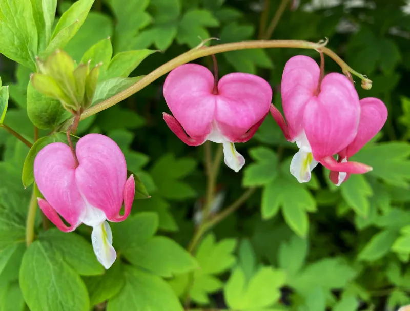 Bleeding Heart