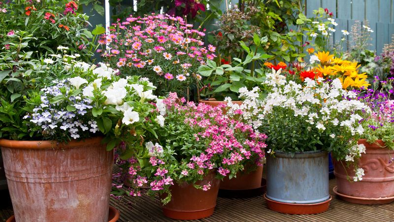 Potted Plants That Add Instant Courtyard Color