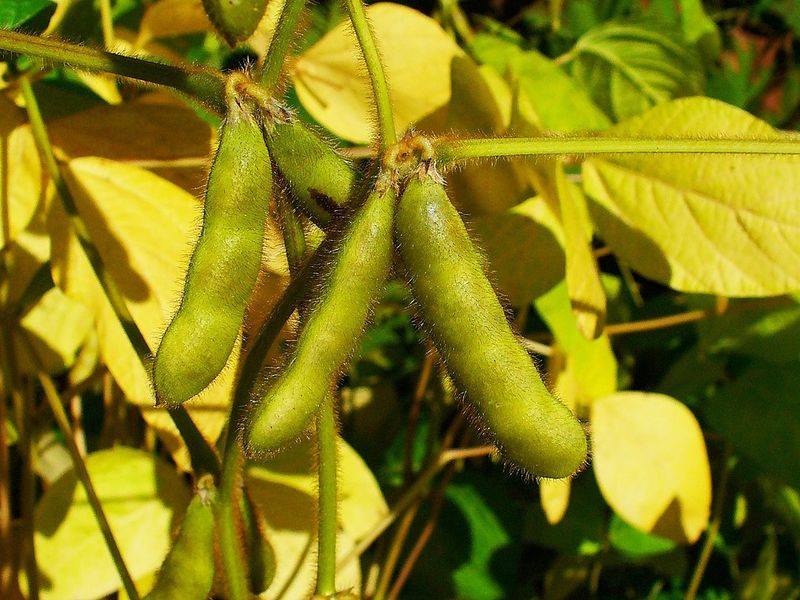 Soybeans Help Improve Soil Nitrogen During Summer Growth