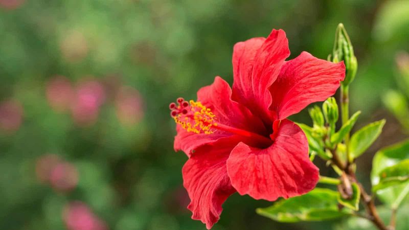 Tips For Maximizing Blooms After Pruning
