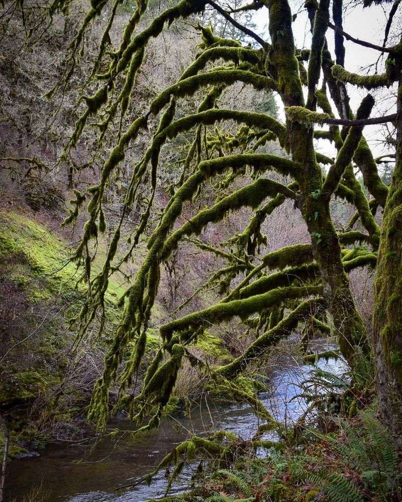 The Role Of Shade, Moisture, And Compacted Soil