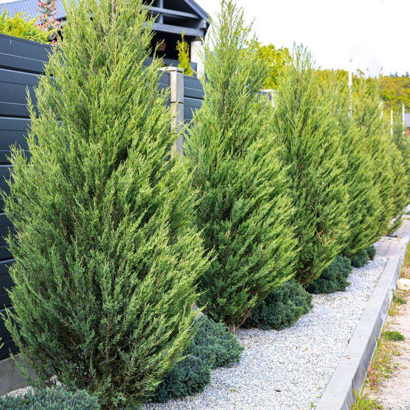 Leyland Cypress