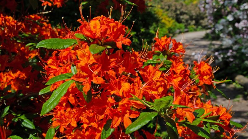 Native Azalea Lights Up Ohio Gardens With Brilliant Color