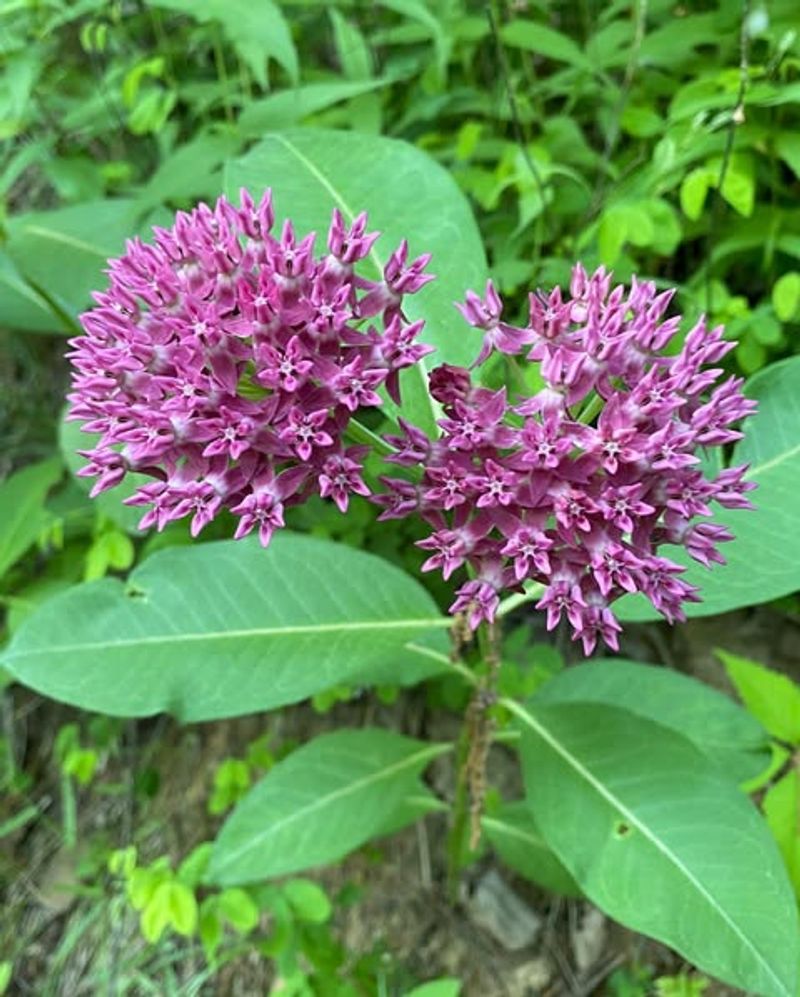 Purple Milkweed Adds Color While Supporting Monarchs