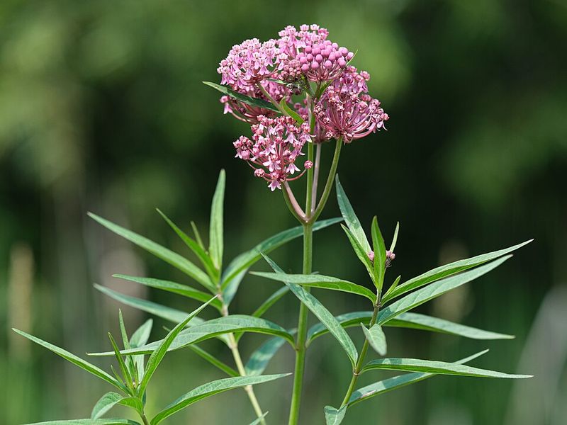 Swamp Milkweed Thrives In Wetland Gardens