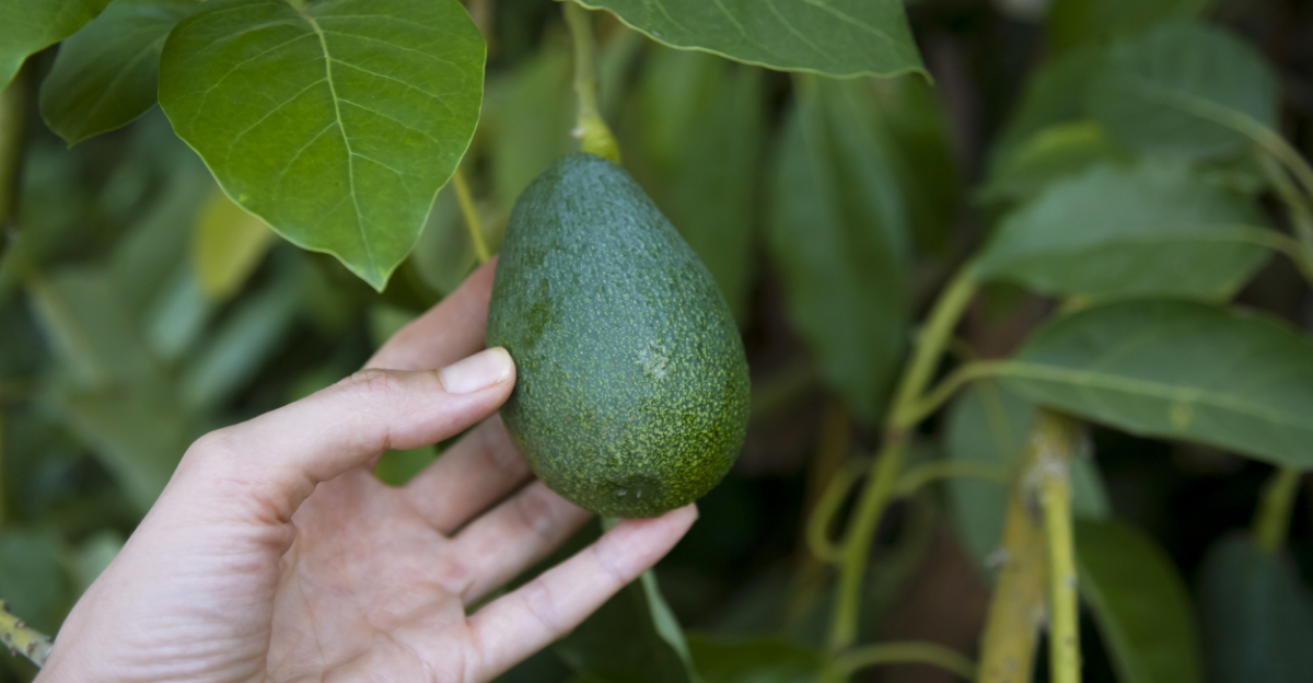 Common Mistakes Florida Gardeners Make With Avocado Trees