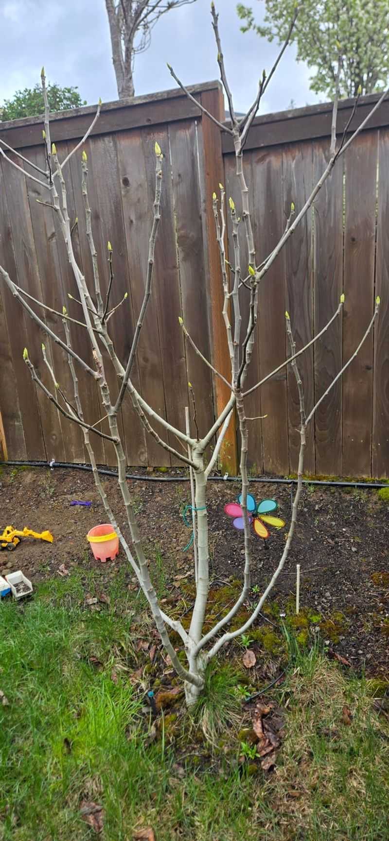 How Pruning Affects Fig Tree Health And Fruit Production