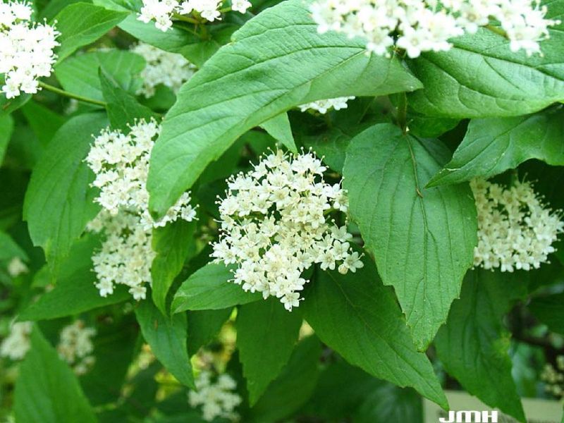 Downy Arrowwood That Draws The Eye