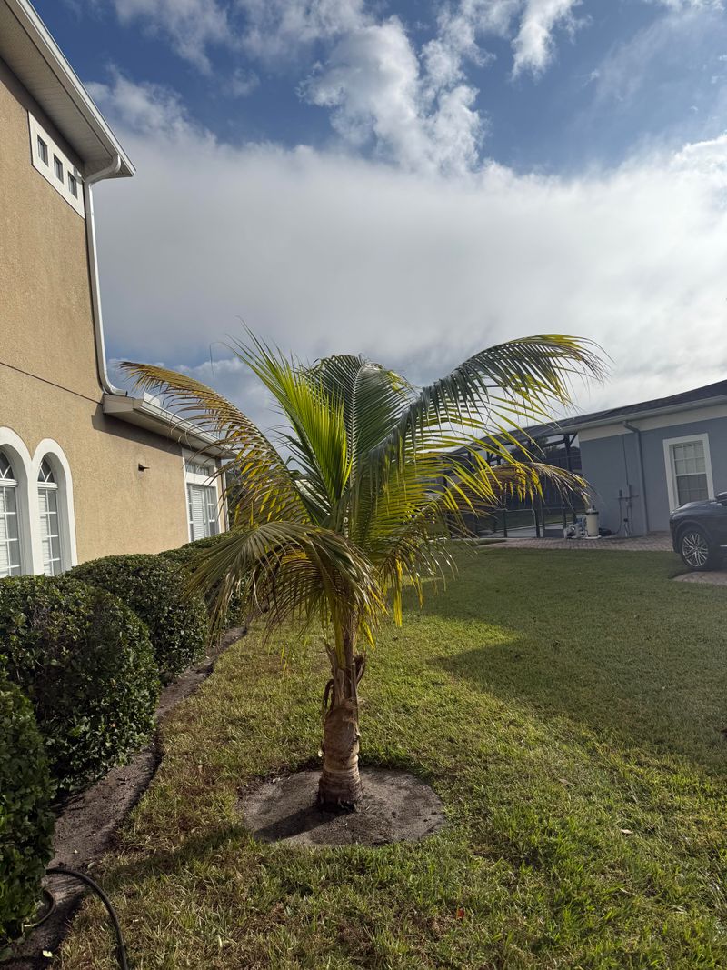 How To Help Newly Planted Palms Thrive After Planting