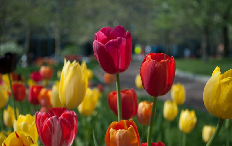 How To Make Tulips Bloom Better Every Year?