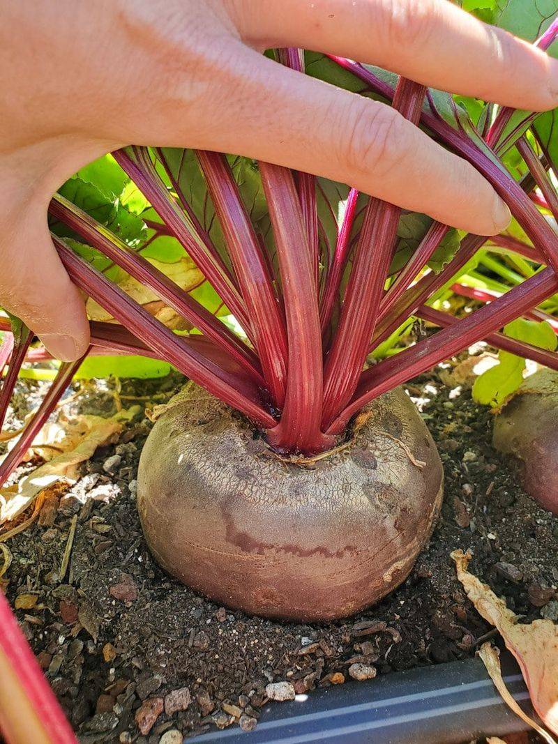 When And How To Harvest Beets For The Best Flavor And Color