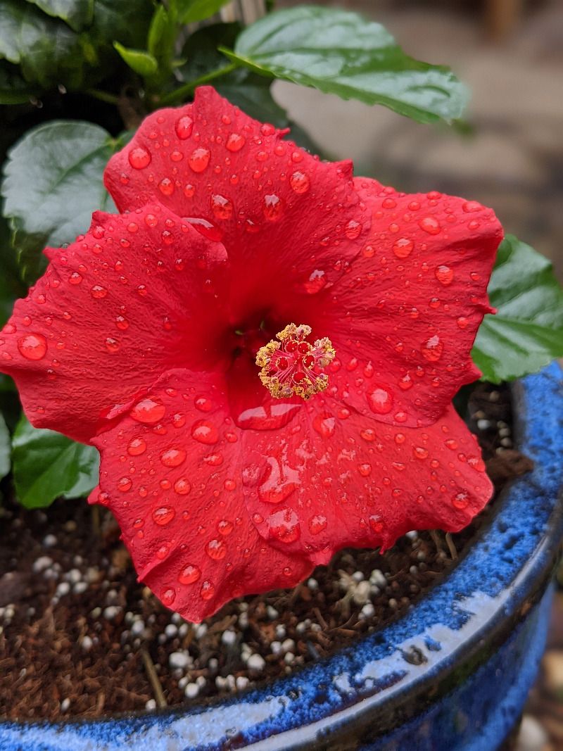 Post-Pruning Care To Maximize Spring Blooms