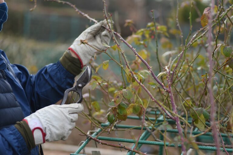 rose pruning