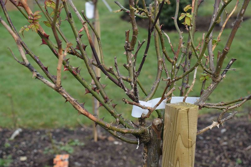Pruning Roses At The Wrong Time