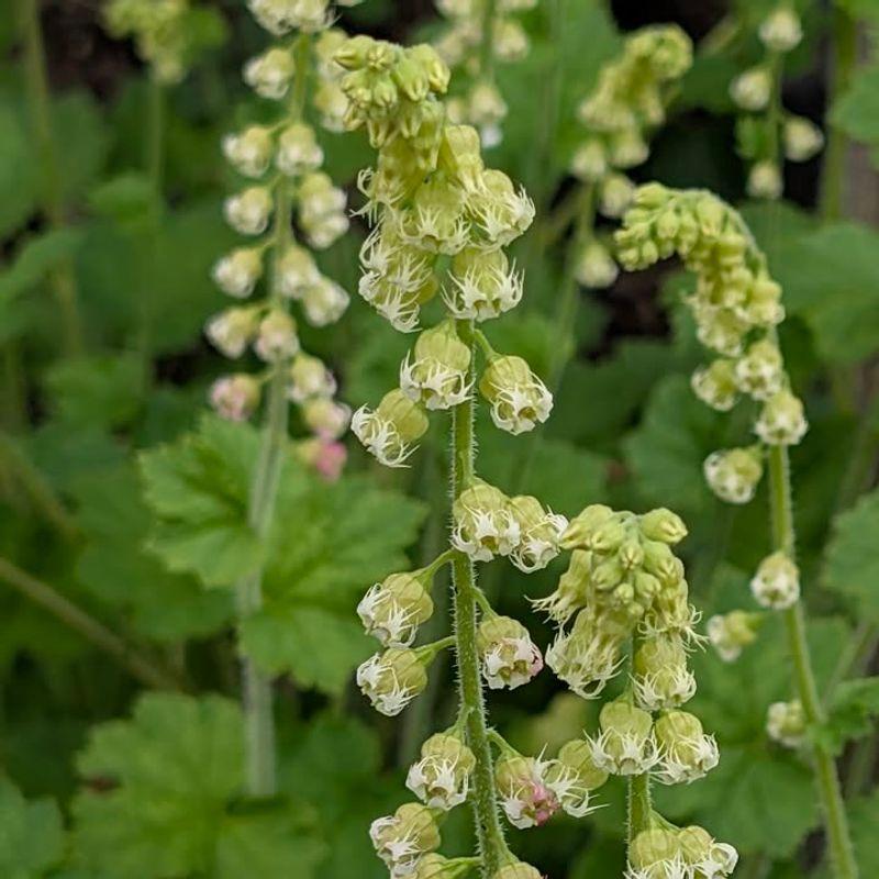 Fringecup (Tellima grandiflora)