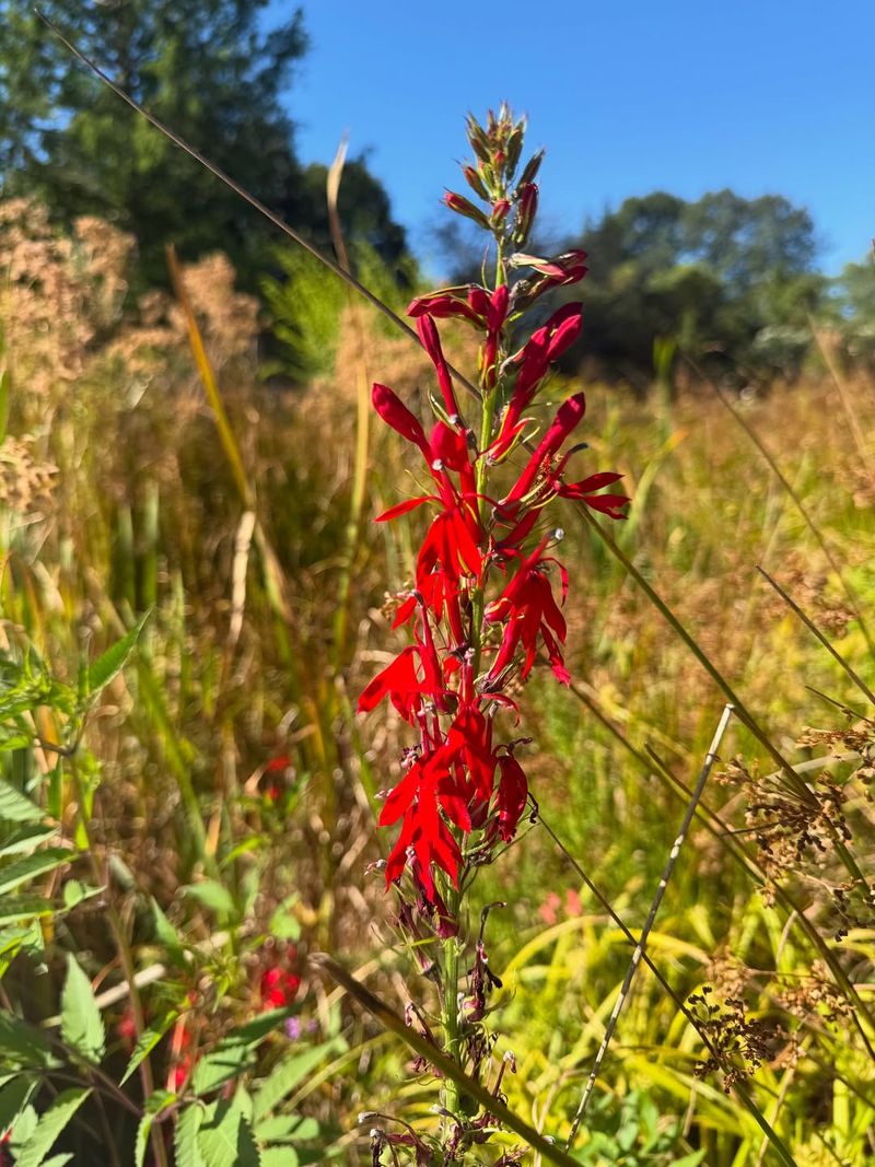 Cardinal Flower With Brilliant Red Summer Blooms