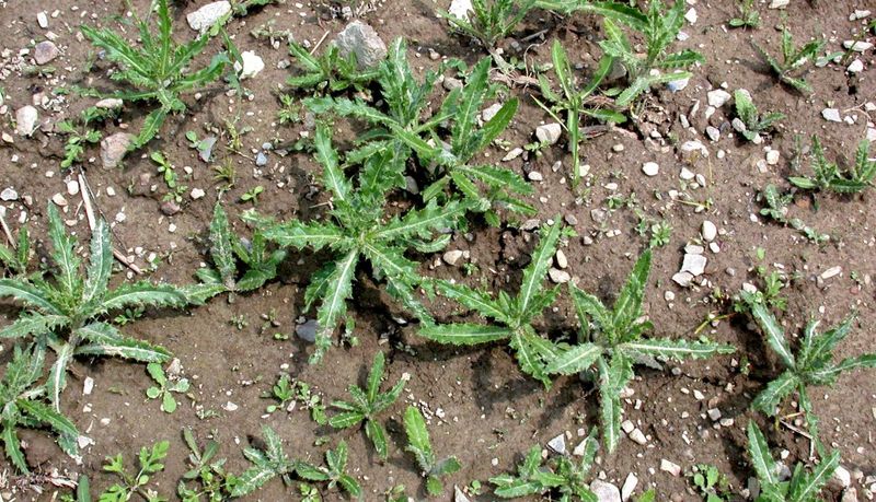 Canada Thistle